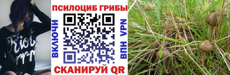 Галлюциногенные грибы мицелий  купить закладку  Пересвет 
